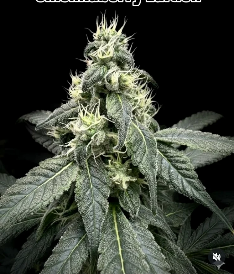 Shishkaberry flagship cultivar by Spice of Life