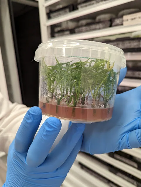 Tissue culture propagation for clean cannabis genetics